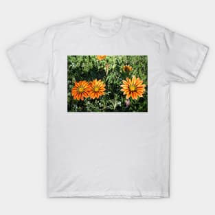 Gazania 6 T-Shirt